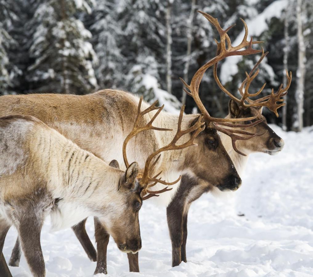 Pleasant Valley Pleasant Acres Reindeer Ranchヴィラ エクステリア 写真