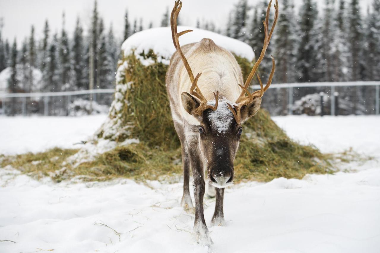 Pleasant Valley Pleasant Acres Reindeer Ranchヴィラ エクステリア 写真